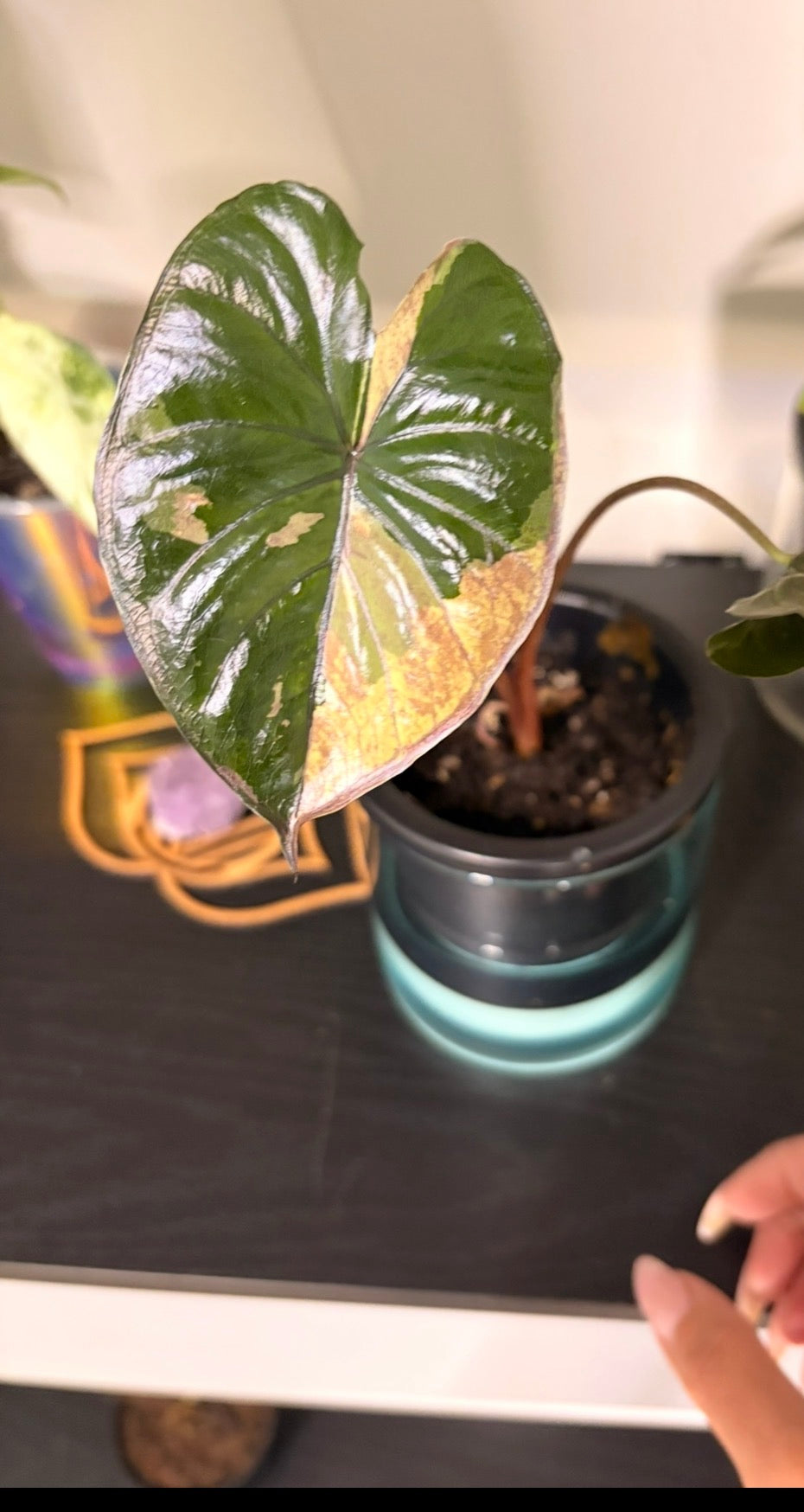 Yucatan Princess Tricolor